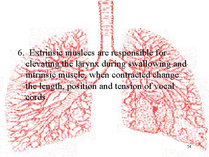 6. Extrinsic muslces are responsible for elevating the larynx during swallowing and intrinsic muscle,