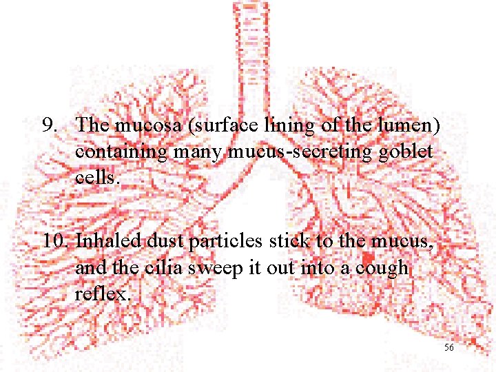 9. The mucosa (surface lining of the lumen) containing many mucus-secreting goblet cells. 10.