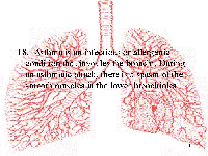 18. Asthma is an infectious or allergenic condition that invovles the bronchi. During an