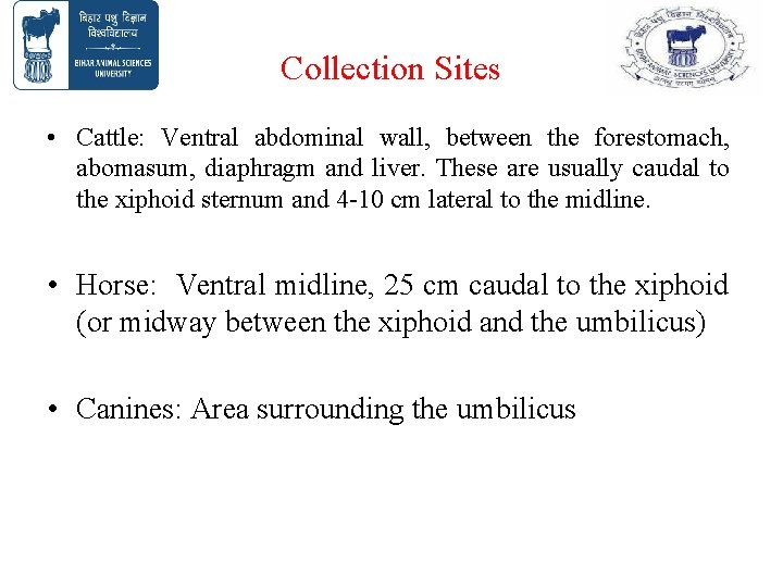 Collection Sites • Cattle: Ventral abdominal wall, between the forestomach, abomasum, diaphragm and liver. Collection Sites • Cattle: Ventral abdominal wall, between the forestomach, abomasum, diaphragm and liver.