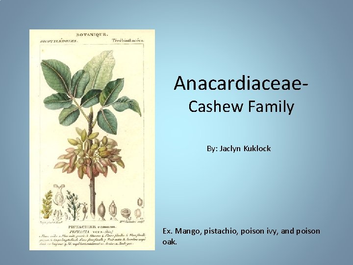 Anacardiaceae. Cashew Family By: Jaclyn Kuklock Ex. Mango, pistachio, poison ivy, and poison oak.