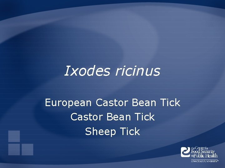 Ixodes ricinus European Castor Bean Tick Sheep Tick 