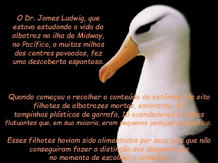 O Dr. James Ludwig, que estava estudando a vida do albatroz na ilha de