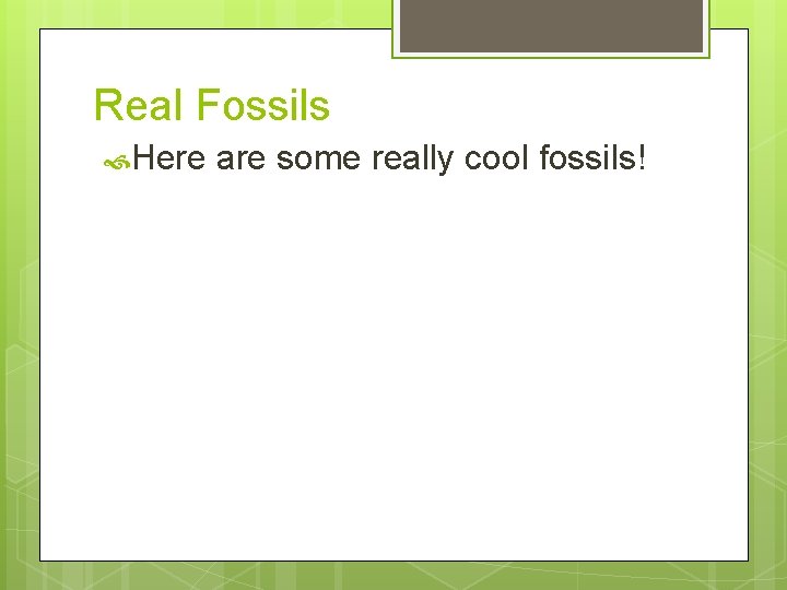 Real Fossils Here are some really cool fossils! 
