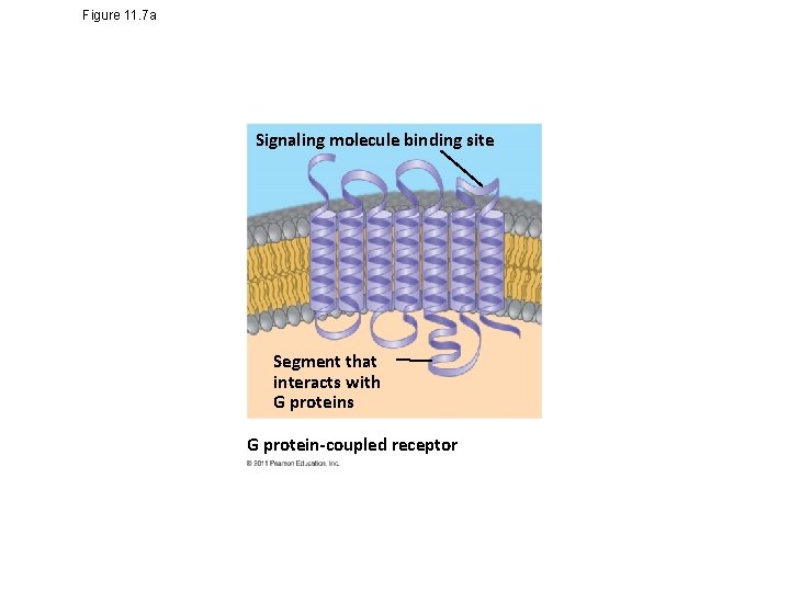 Figure 11. 7 a Signaling molecule binding site Segment that interacts with G proteins