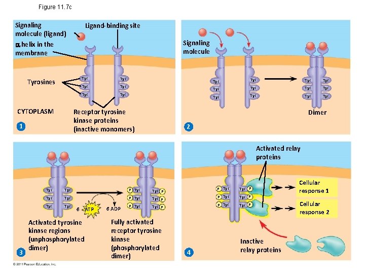 Figure 11. 7 c Signaling molecule (ligand) Ligand-binding site Signaling molecule helix in the