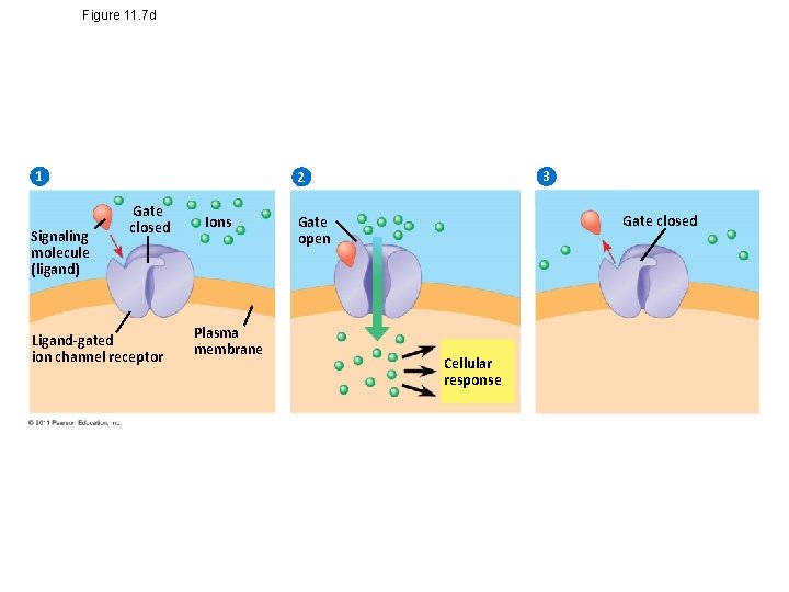 Figure 11. 7 d 1 Signaling molecule (ligand) 3 2 Gate closed Ligand-gated ion