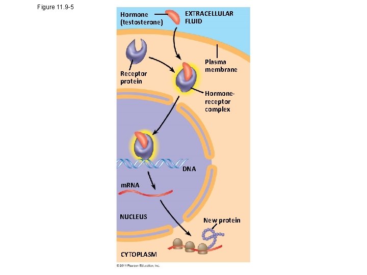 Figure 11. 9 -5 Hormone (testosterone) EXTRACELLULAR FLUID Plasma membrane Receptor protein Hormonereceptor complex