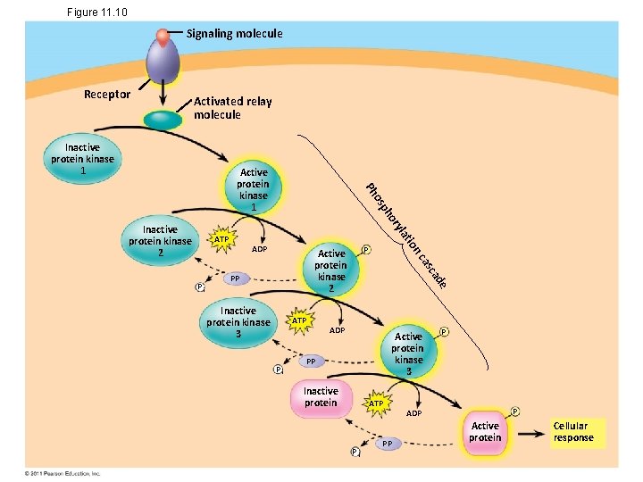 Figure 11. 10 Signaling molecule Receptor Activated relay molecule Inactive protein kinase 1 ADP