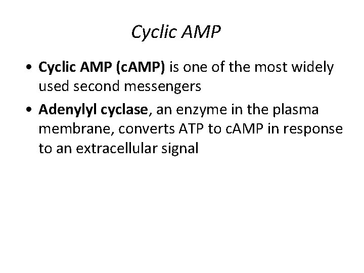 Cyclic AMP • Cyclic AMP (c. AMP) is one of the most widely used
