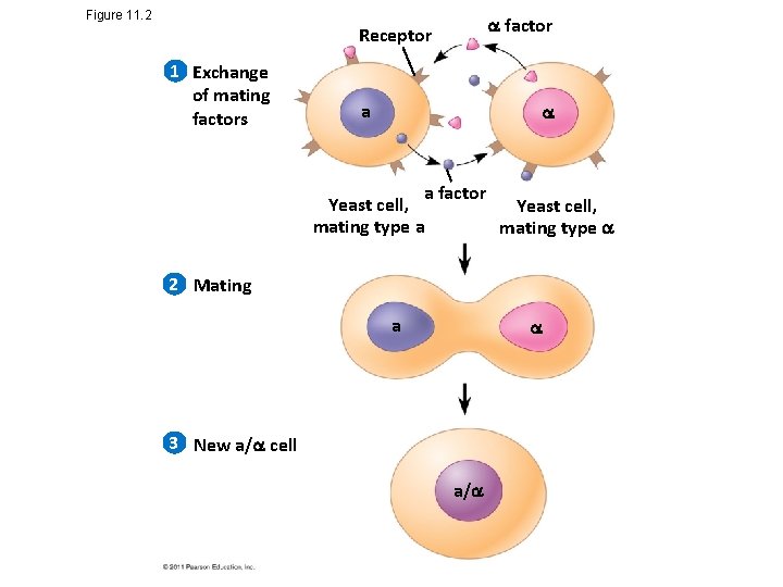 Figure 11. 2 factor Receptor 1 Exchange of mating factors a a factor Yeast