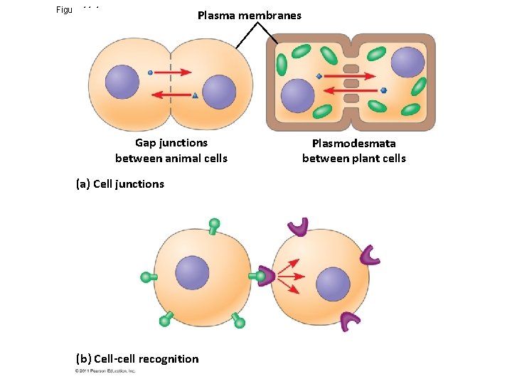 Figure 11. 4 Plasma membranes Gap junctions between animal cells (a) Cell junctions (b)