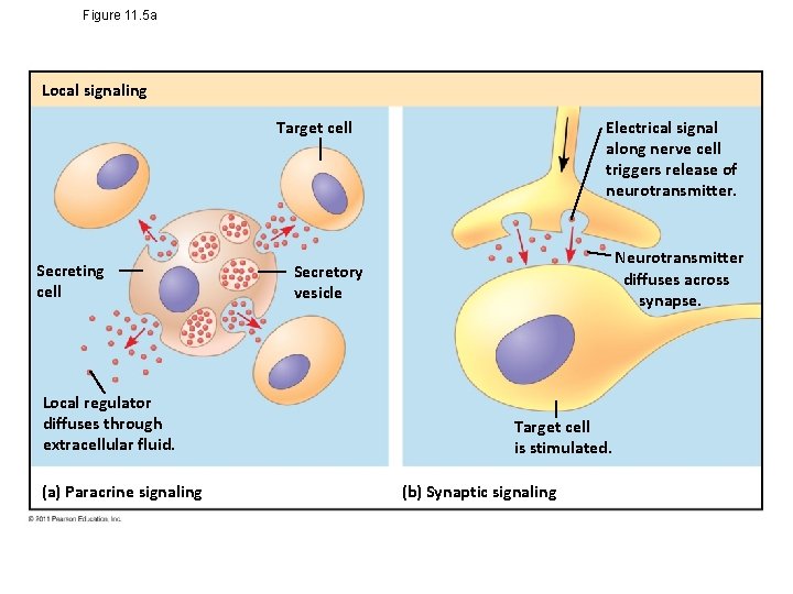 Figure 11. 5 a Local signaling Electrical signal along nerve cell triggers release of