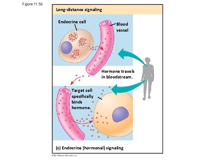 Figure 11. 5 b Long-distance signaling Endocrine cell Blood vessel Hormone travels in bloodstream.
