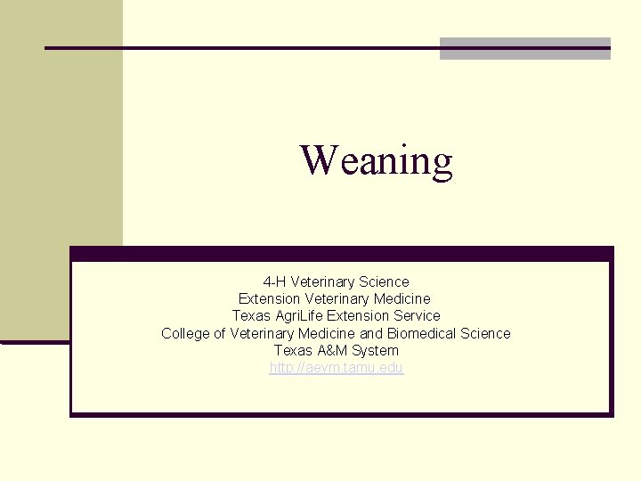 Weaning 4 -H Veterinary Science Extension Veterinary Medicine Texas Agri. Life Extension Service College