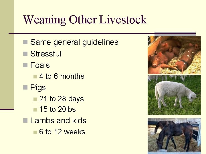 Weaning Other Livestock Same general guidelines Stressful Foals 4 to 6 months Pigs 21