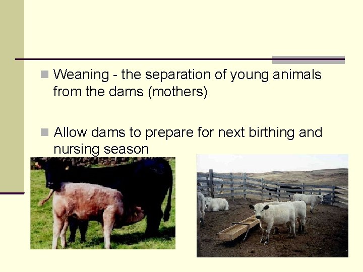  Weaning - the separation of young animals from the dams (mothers) Allow dams