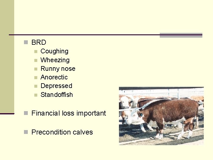  BRD Coughing Wheezing Runny nose Anorectic Depressed Standoffish Financial loss important Precondition calves