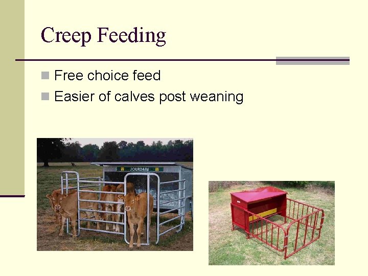 Creep Feeding Free choice feed Easier of calves post weaning 