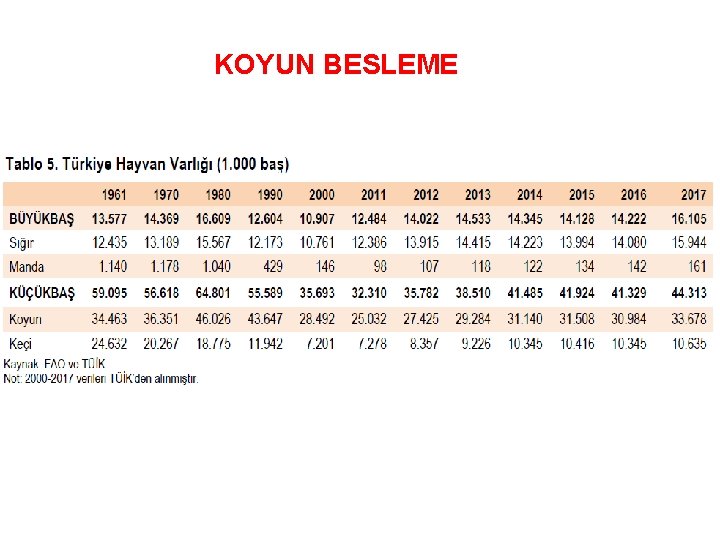 KOYUN BESLEME 