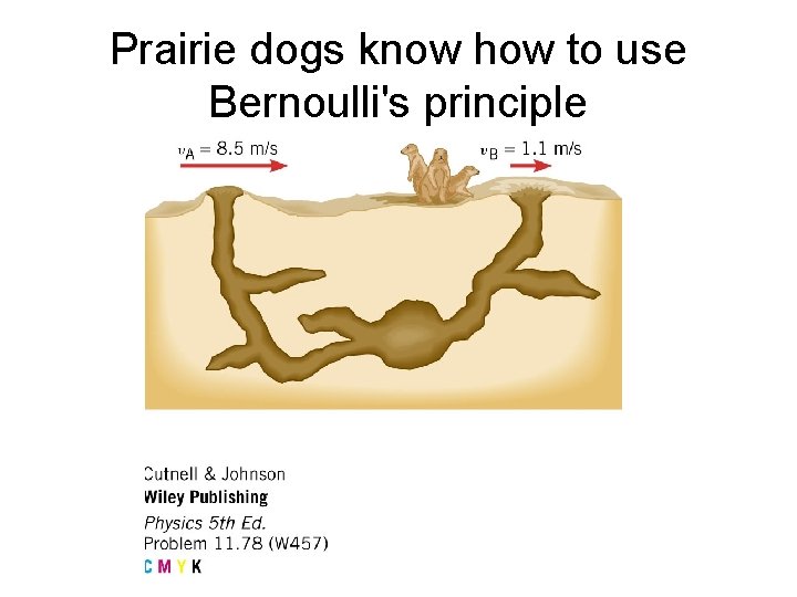 Prairie dogs know how to use Bernoulli's principle 
