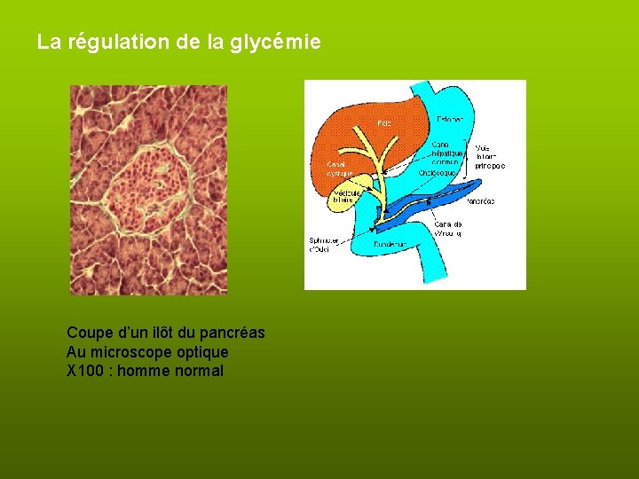 La régulation de la glycémie Coupe d’un ilôt du pancréas Au microscope optique X