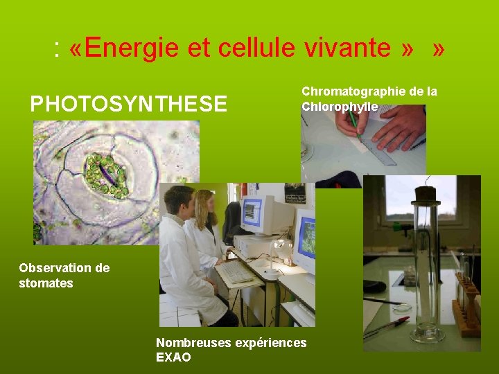 : «Energie et cellule vivante » » PHOTOSYNTHESE Chromatographie de la Chlorophylle Observation de