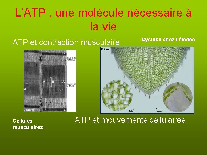 L’ATP , une molécule nécessaire à la vie ATP et contraction musculaire Cellules musculaires