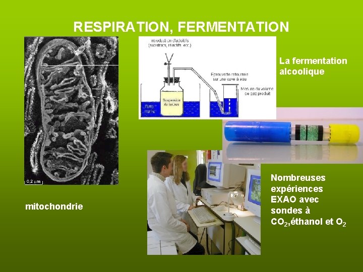 RESPIRATION, FERMENTATION La fermentation alcoolique mitochondrie Nombreuses expériences EXAO avec sondes à CO 2,