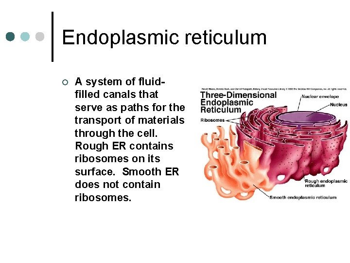 Endoplasmic reticulum ¢ A system of fluidfilled canals that serve as paths for the
