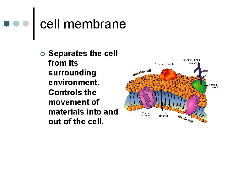 cell membrane ¢ Separates the cell from its surrounding environment. Controls the movement of