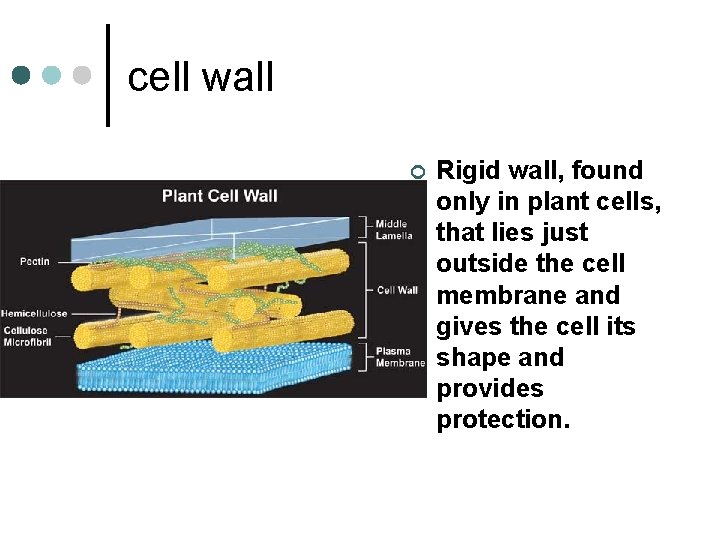 cell wall ¢ Rigid wall, found only in plant cells, that lies just outside