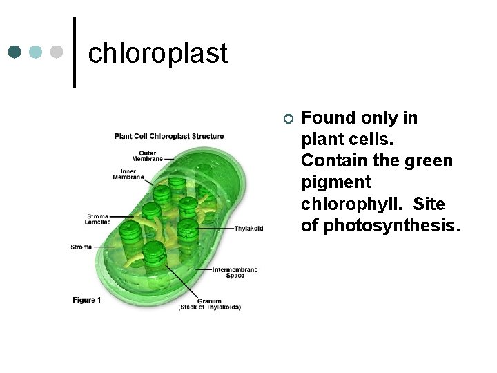 chloroplast ¢ Found only in plant cells. Contain the green pigment chlorophyll. Site of