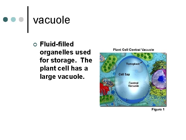 vacuole ¢ Fluid-filled organelles used for storage. The plant cell has a large vacuole.