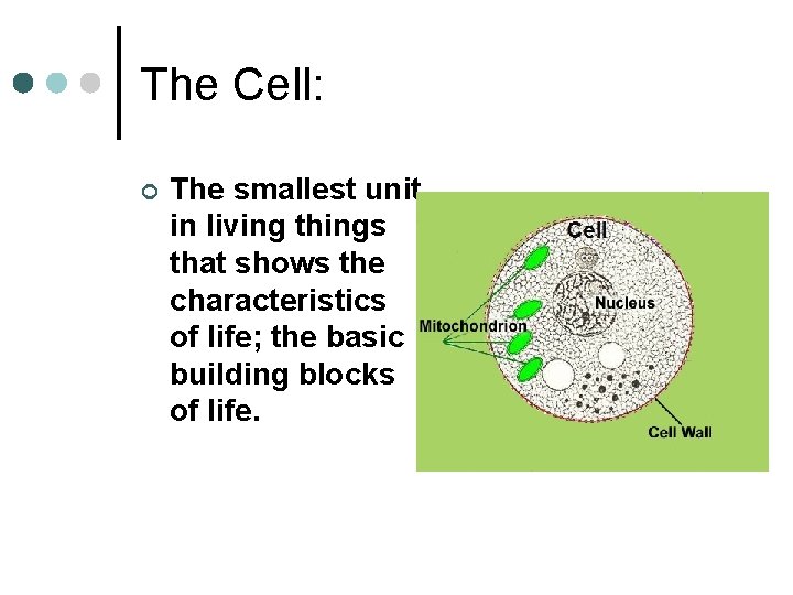 The Cell: ¢ The smallest unit in living things that shows the characteristics of