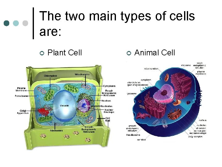 The two main types of cells are: ¢ Plant Cell ¢ Animal Cell 
