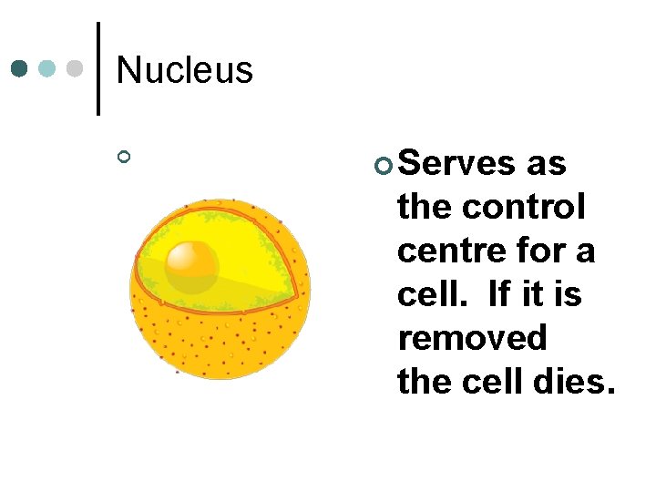 Nucleus ¢ ¢ Serves as the control centre for a cell. If it is