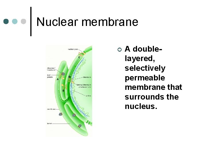 Nuclear membrane ¢ A doublelayered, selectively permeable membrane that surrounds the nucleus. 