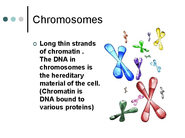 Chromosomes ¢ Long thin strands of chromatin. The DNA in chromosomes is the hereditary