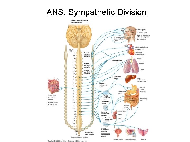 ANS: Sympathetic Division 