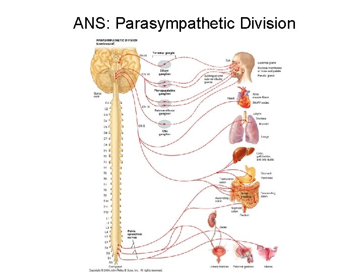 ANS: Parasympathetic Division 