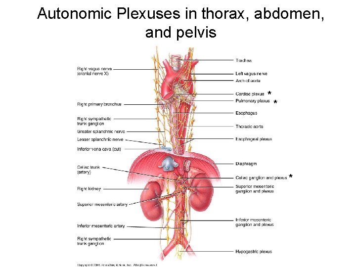 Autonomic Plexuses in thorax, abdomen, and pelvis * * * 