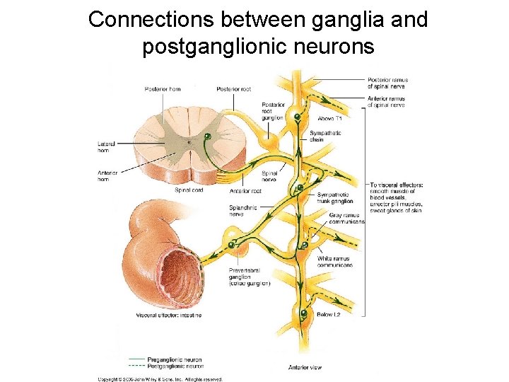 Connections between ganglia and postganglionic neurons Connections between ganglia and postganglionic neurons