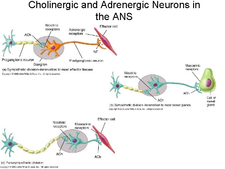 Cholinergic and Adrenergic Neurons in the ANS Cholinergic and Adrenergic Neurons in the ANS