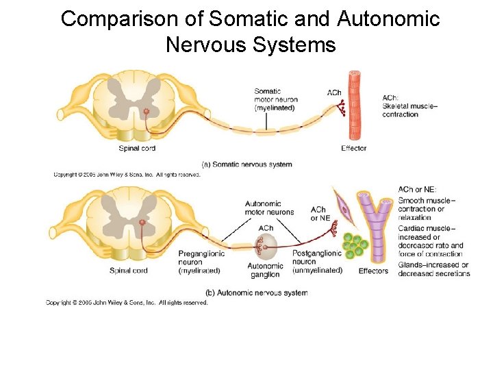 Comparison of Somatic and Autonomic Nervous Systems 