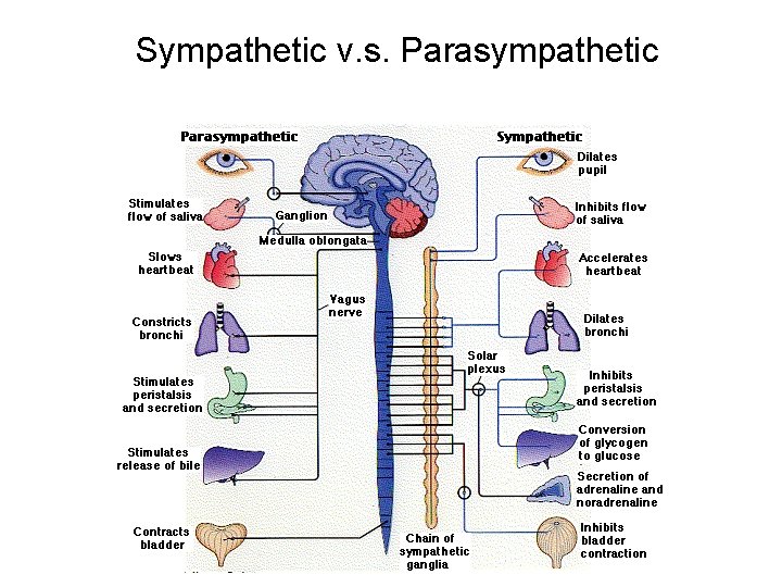 Sympathetic v. s. Parasympathetic Sympathetic v. s. Parasympathetic