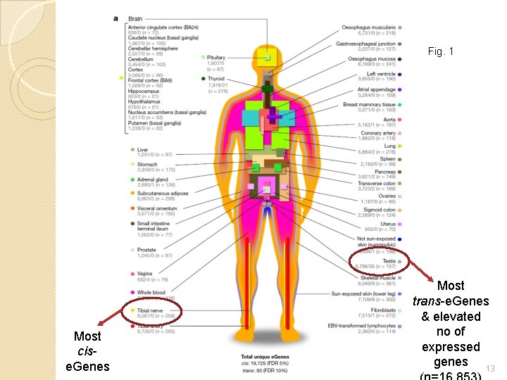 Fig. 1 Most cise. Genes Most trans-e. Genes & elevated no of expressed genes