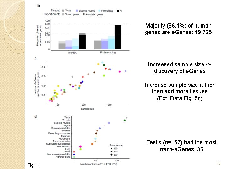 Majority (86. 1%) of human genes are e. Genes: 19, 725 Increased sample size