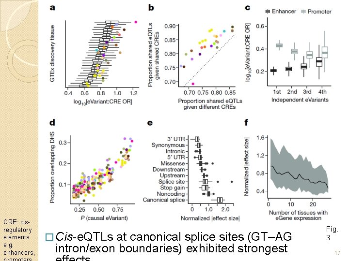 CRE: cisregulatory elements e. g. enhancers, � Cis-e. QTLs at canonical splice sites (GT–AG