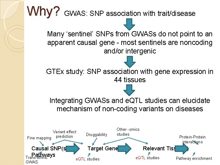 Why? GWAS: SNP association with trait/disease Many ‘sentinel’ SNPs from GWASs do not point